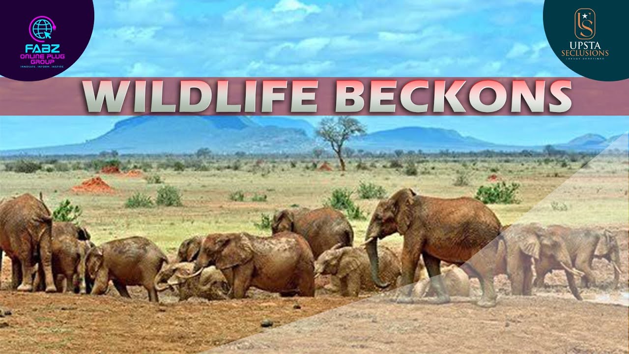 WILDLIFE BECKONS