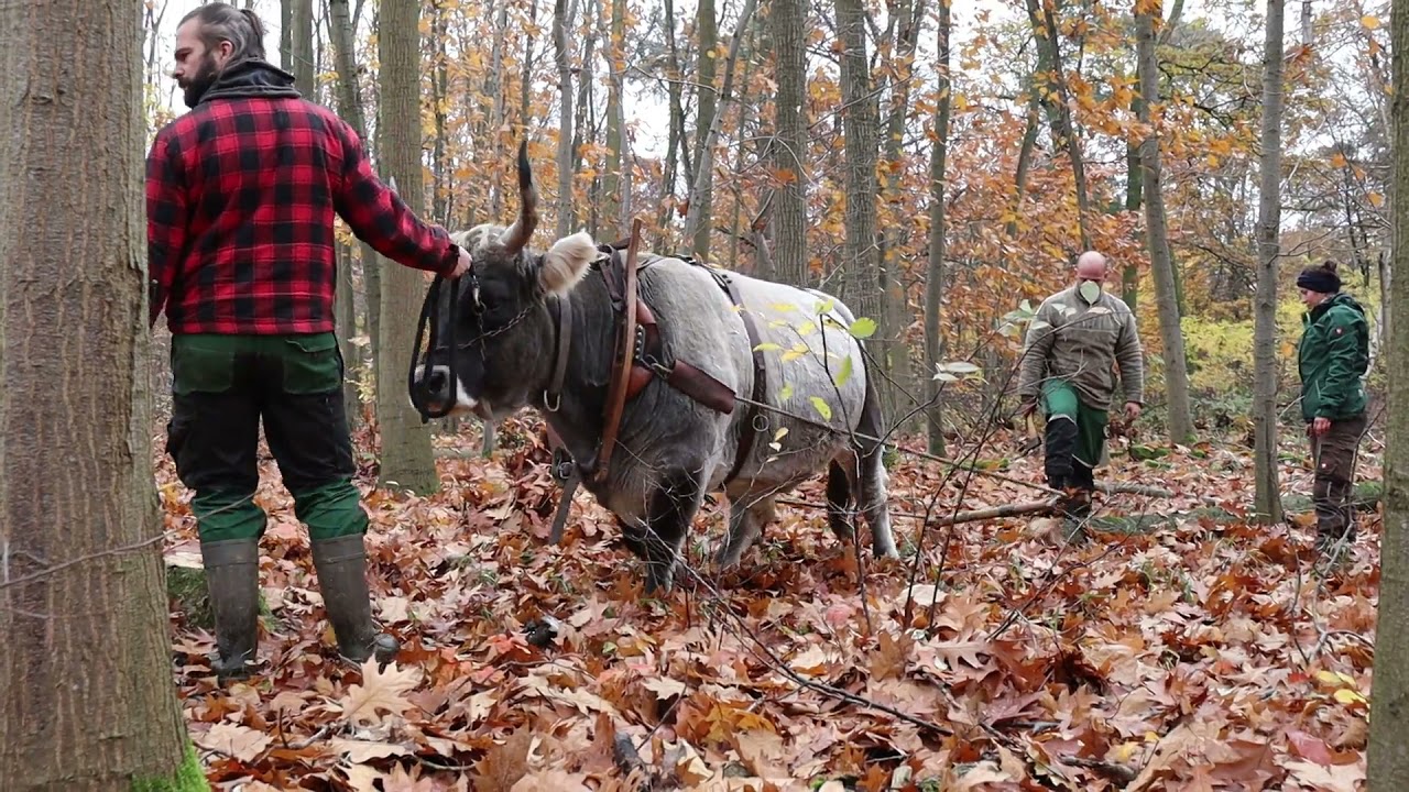 Forest Management with Draft Cattle