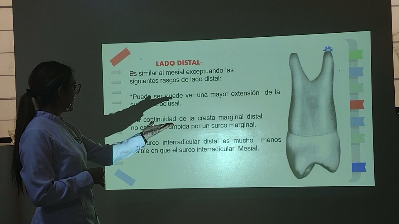 Morfolog&iacute;a de Premolares Superiores - USS
