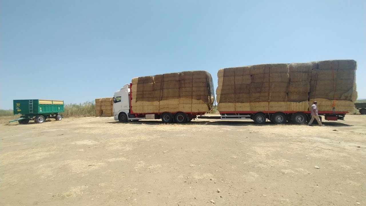 la vaca para parir,los patos, descargando y colocando camiones de paja
