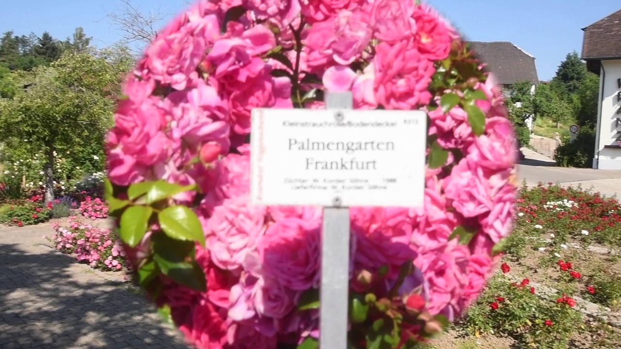 Das ROSENDORF im S&uuml;d-Schwarzwald in 79809 N&ouml;ggenschwiel