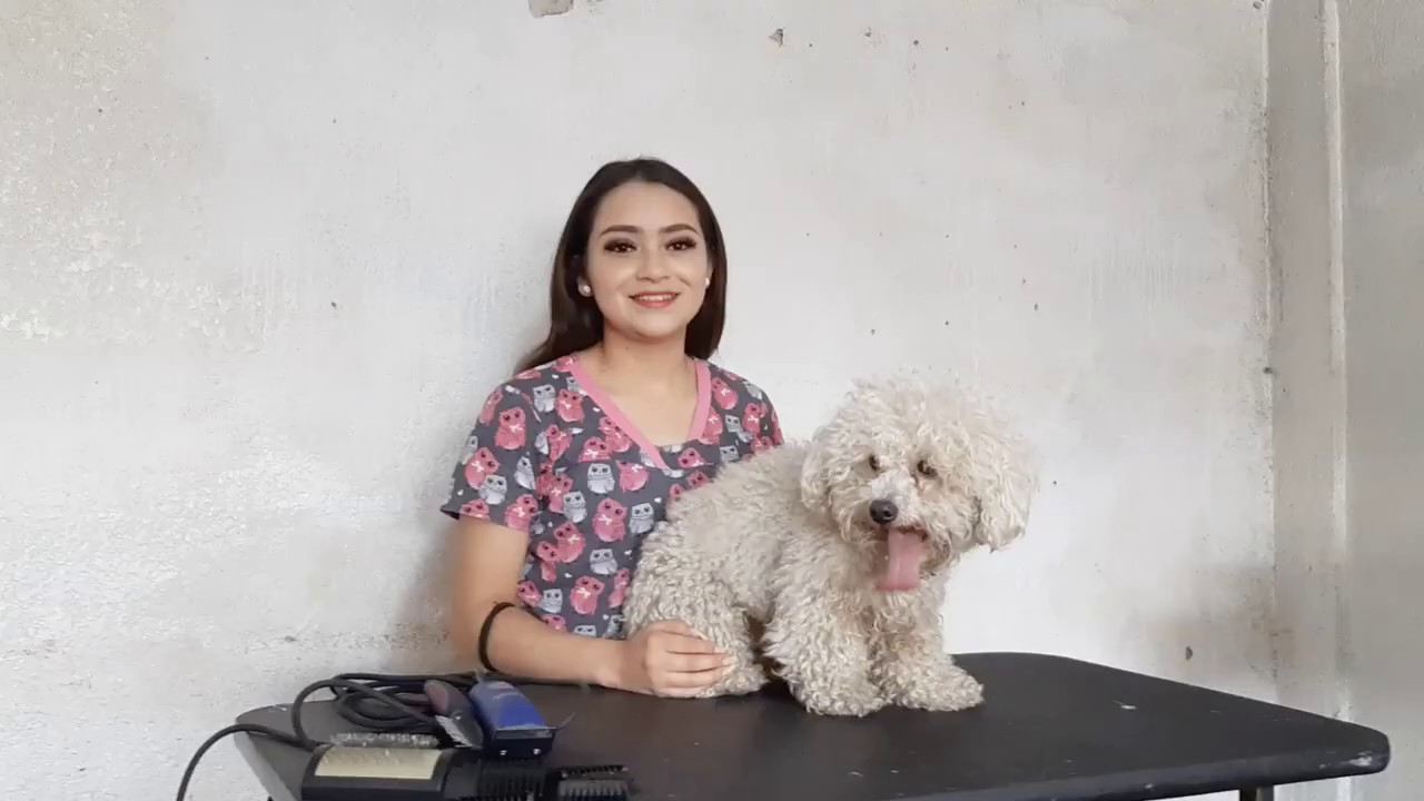 COMO RASURAR A TU PERRO