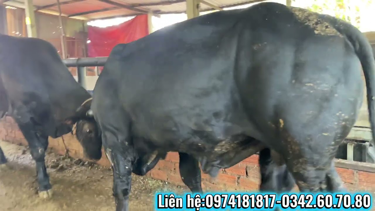 Đực 3b mồ côi-cái sind bầu lớn tháng mới về @channuoibobinhduong8373 