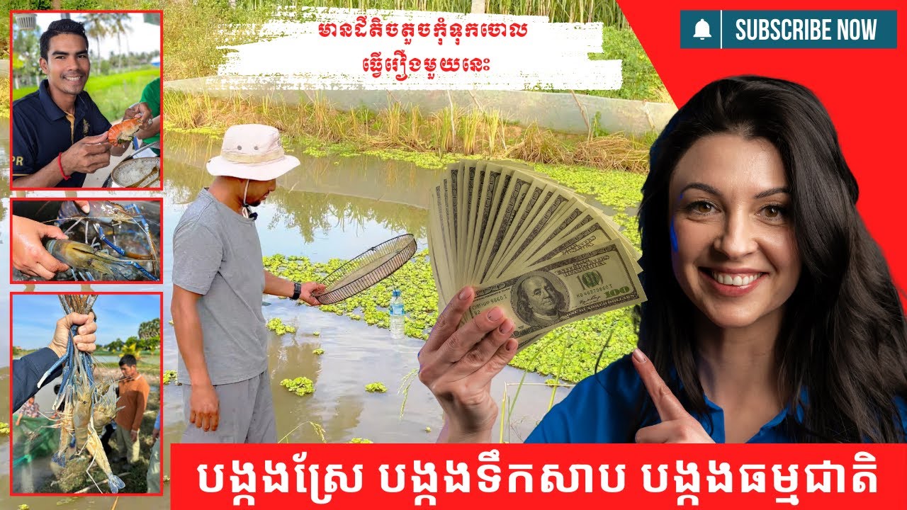 បង្កងស្រែ បង្កងទឹកសាប បង្កងធម្មជាតិ
