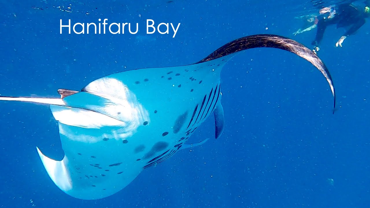 Swimming with the giants of Hanifaru Bay #maldives #hanifarubay #manta #diving #baaatoll