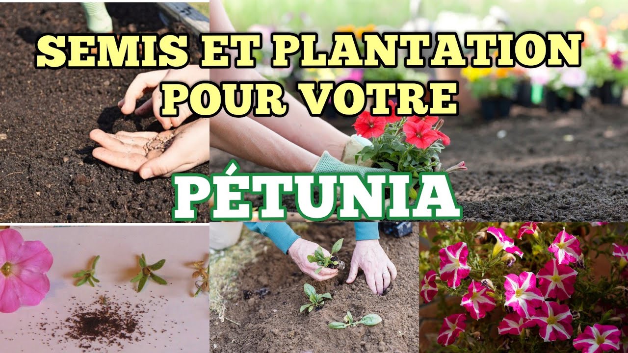 Semis et plantation du pétunia