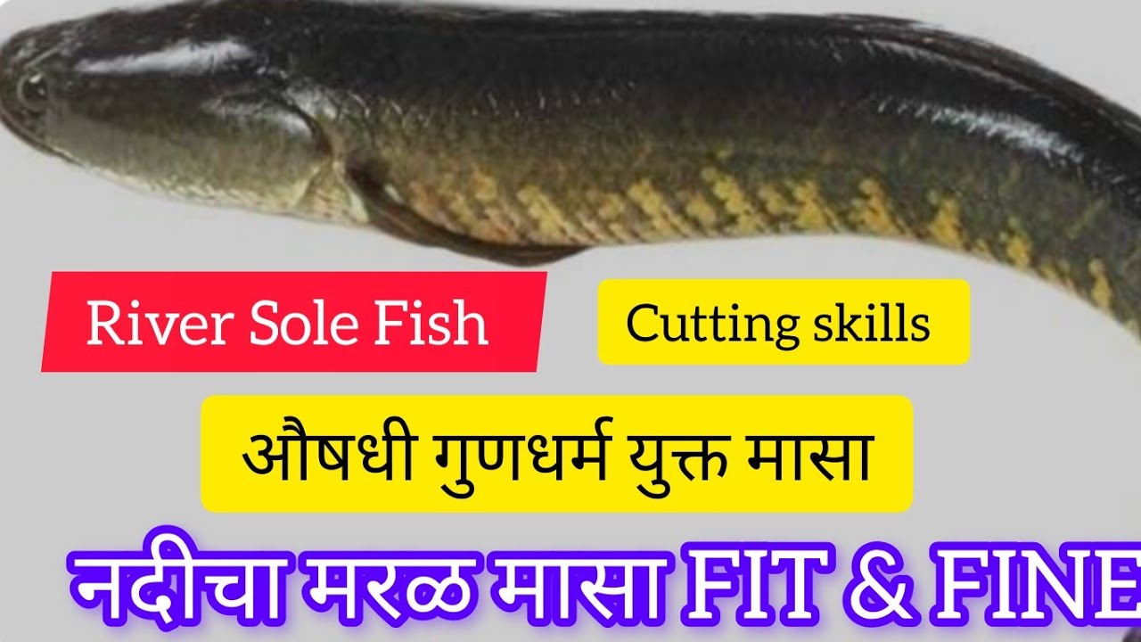 RIVER SOLE FISH CUTTING SKILLS || मरल मछली कैसे कटाये ? नदीचा मरळ मासा कटिंग पध्दत  🐟✂️ #fishcutting