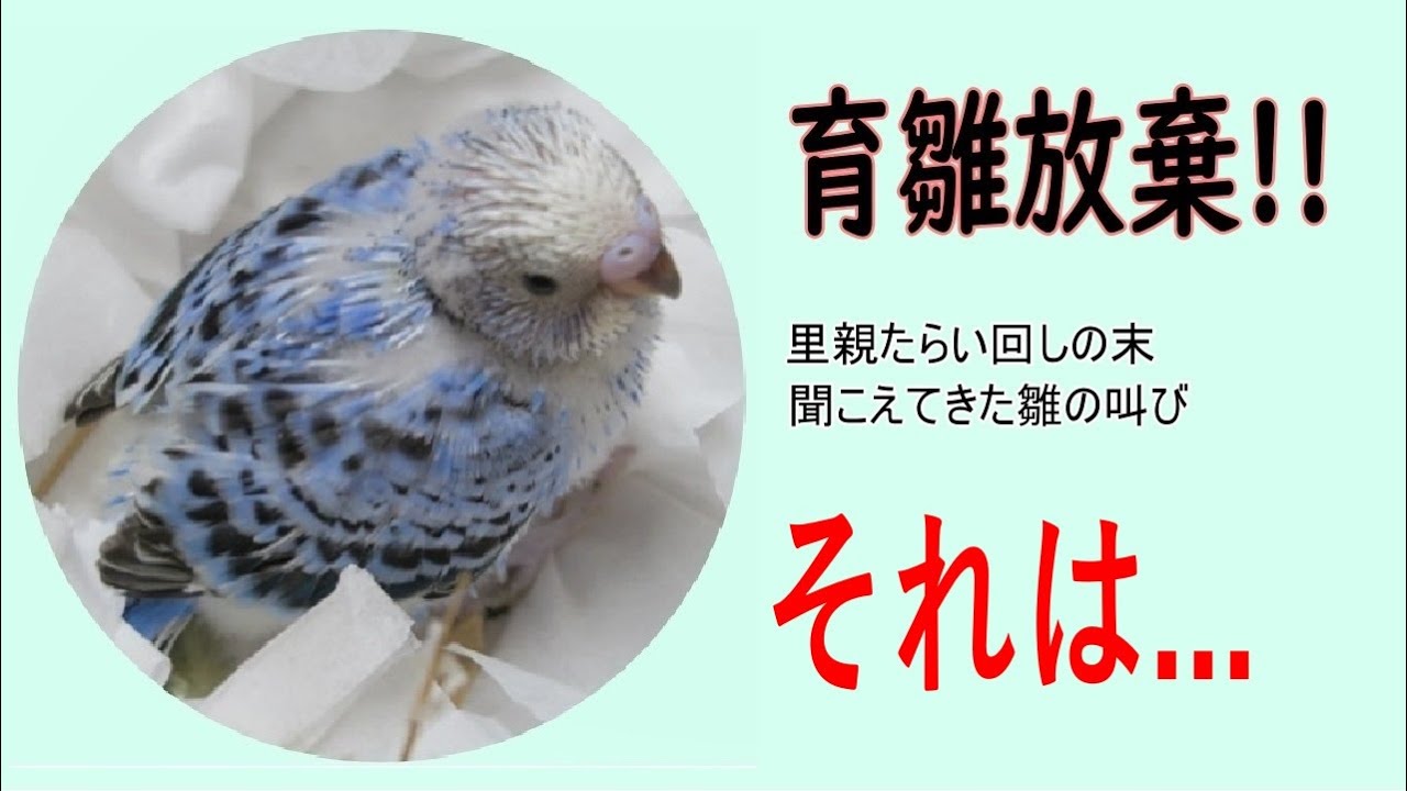 【セキセイインコ 雛 】里親巡ってたらい回し!つぶらな瞳が私を見つめた時に聞こえた雛の叫びとは