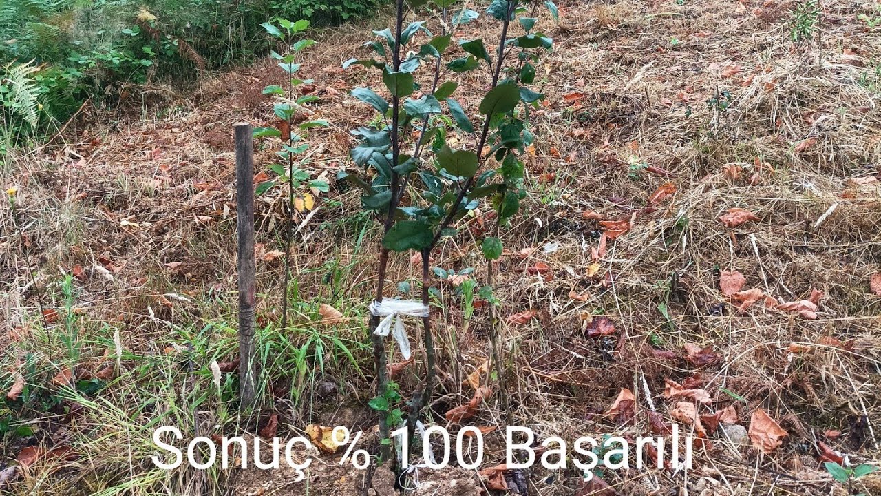 🍎Posof Elması'na dilcikli aşı#nature#plants#furits#s#village#acriculture#friut#vegetable#vegetables