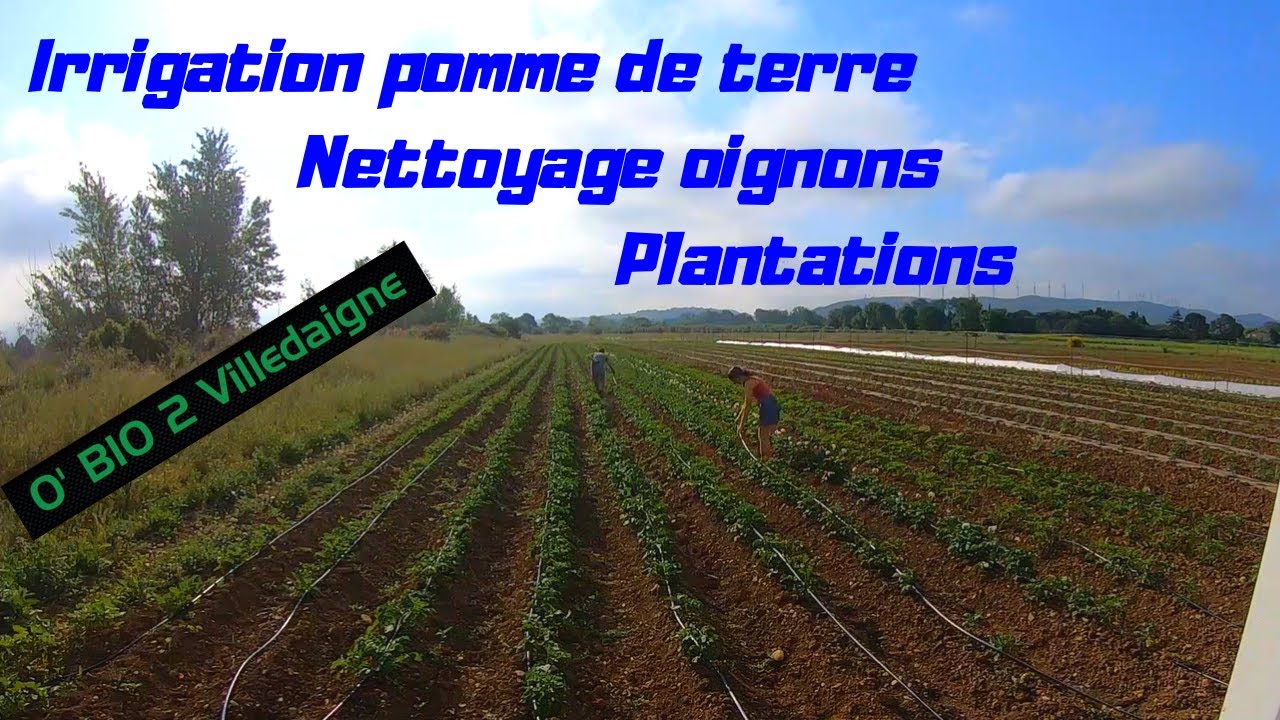 Irrigation POMME DE TERRE, plantations, binage, semaine encore chargée pour cette semaine de mai