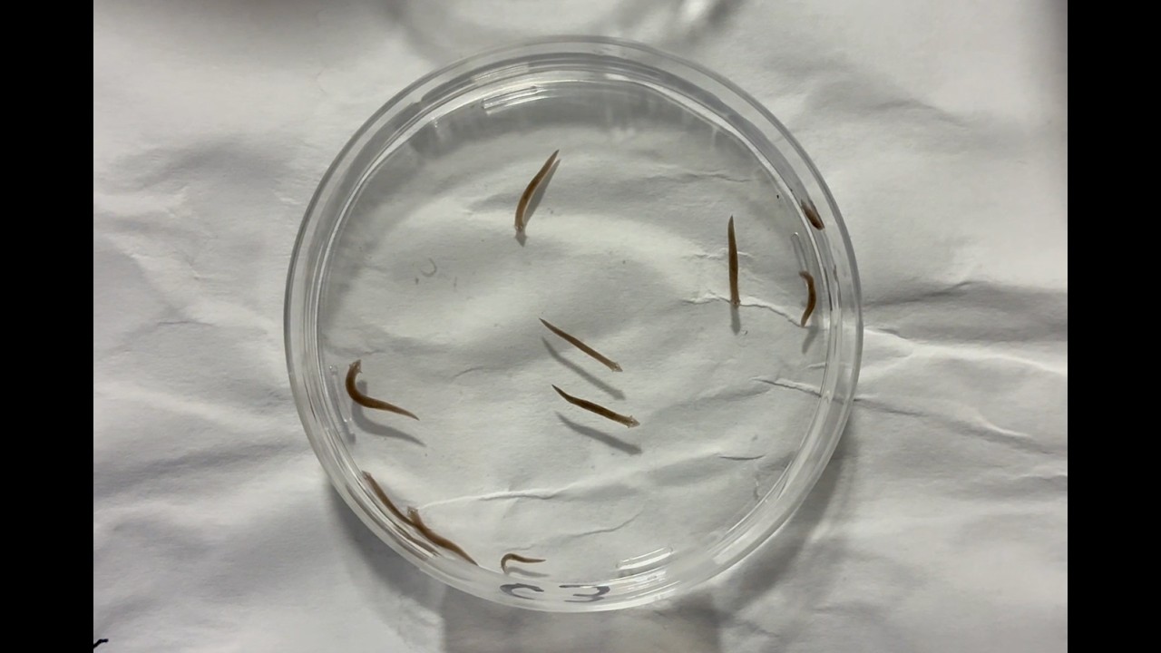 Effects of Light Intensity on Planaria - Video Recordings - Science Fair 2026 - SR-LIFE-102