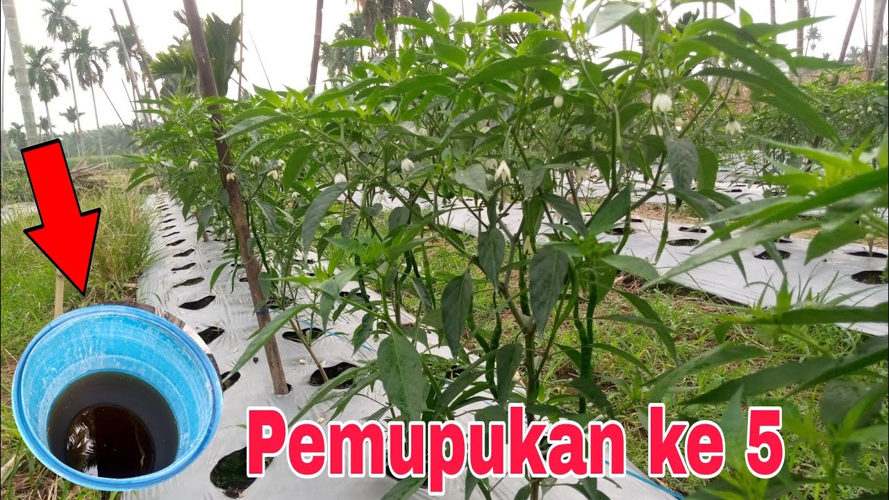 Pemupukan ke 5 cabe usia 40 hst.