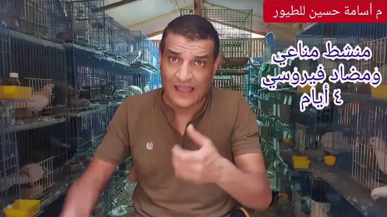 القلش الفرنسي قاتل الافراخ أعراض وأسباب وعلاج م اسامة حسين