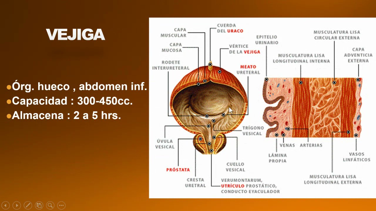 UROLOG&Iacute;A - TEO 2 : Anatom&iacute;a y Fisiolog&iacute;a