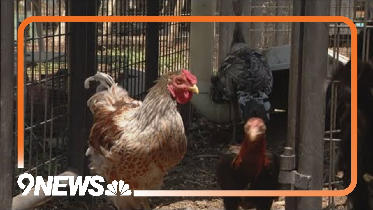 Raising chickens becoming more popular amid high egg prices