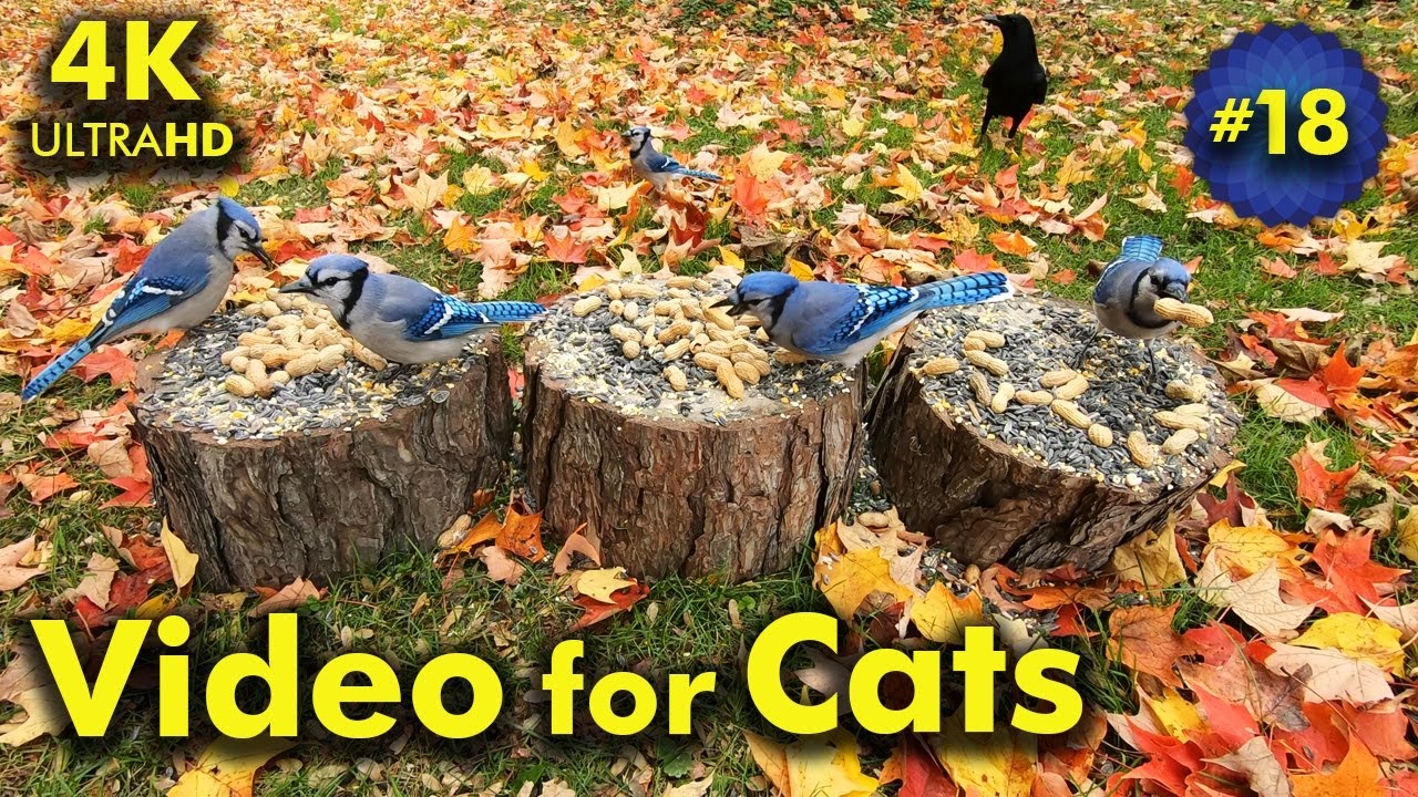 4K TV For Cats | Windy Fall Day | Bird and Squirrel Watching | Video 18