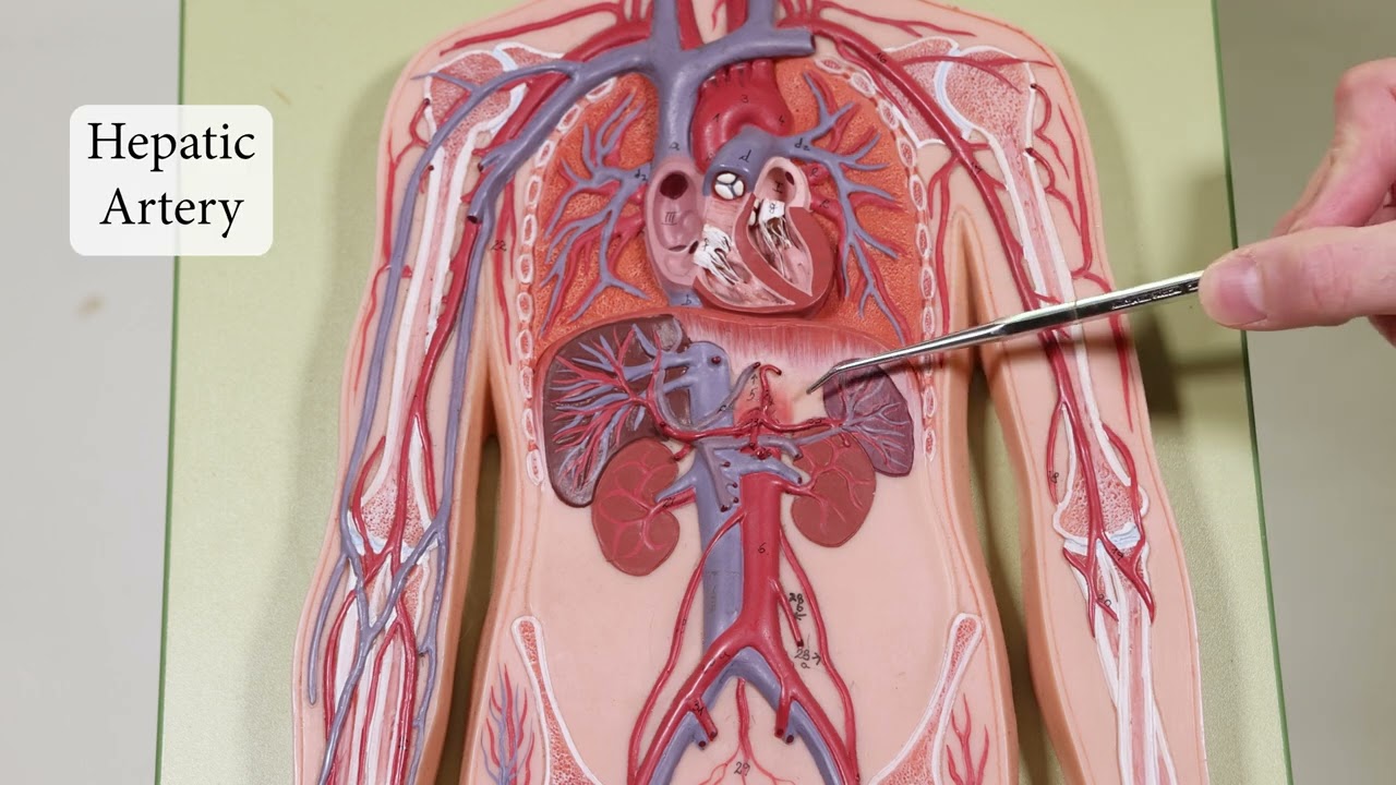 Blood Vessels in Flat Man Model (See updated version in description)