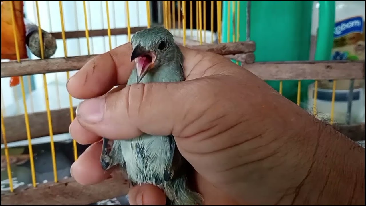Olha como tá lindo