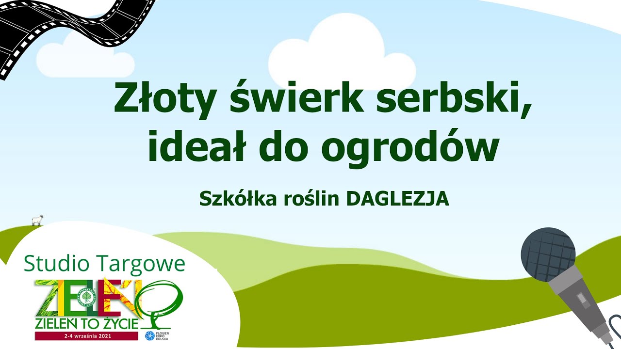 Studio targowe Zieleń to Życie &ndash; Złoty świerk serbski, ideał do ogrod&oacute;w &ndash; Szk&oacute;łka Roślin DAGLEZJA