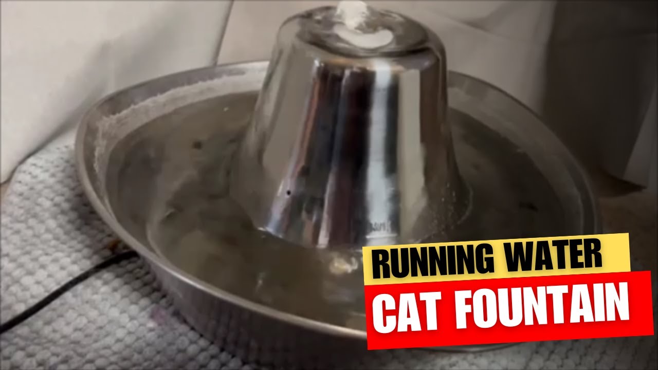 PetSafe Seaside Stainless Cat & Dog Fountain Review