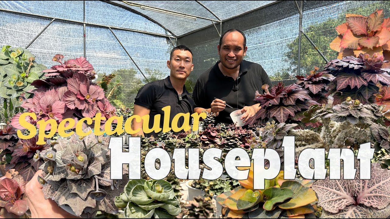 Euphorbia francoisii BEAUTIFUL Collection Tour | Master Breeder Care & Propagation Tips!