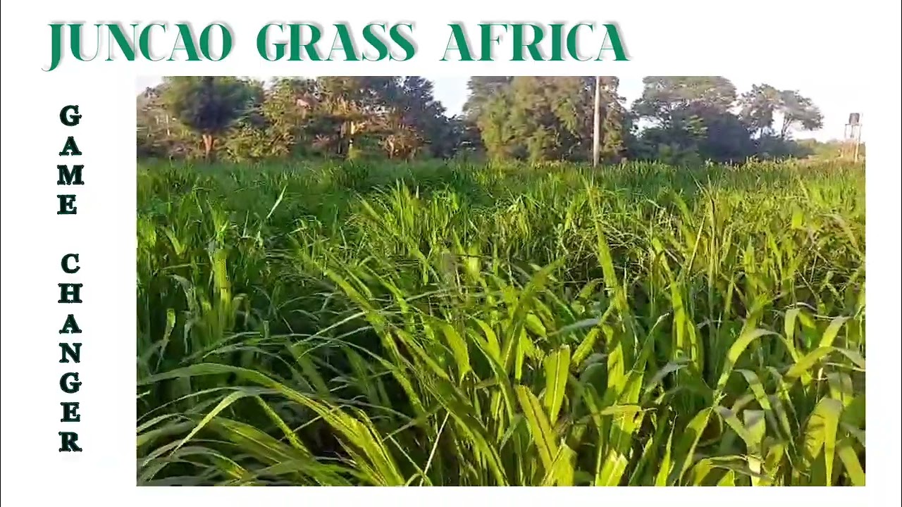 Juncao Grass Technology. The game changer in Animals feeds availability.Contact us on +254752600777.