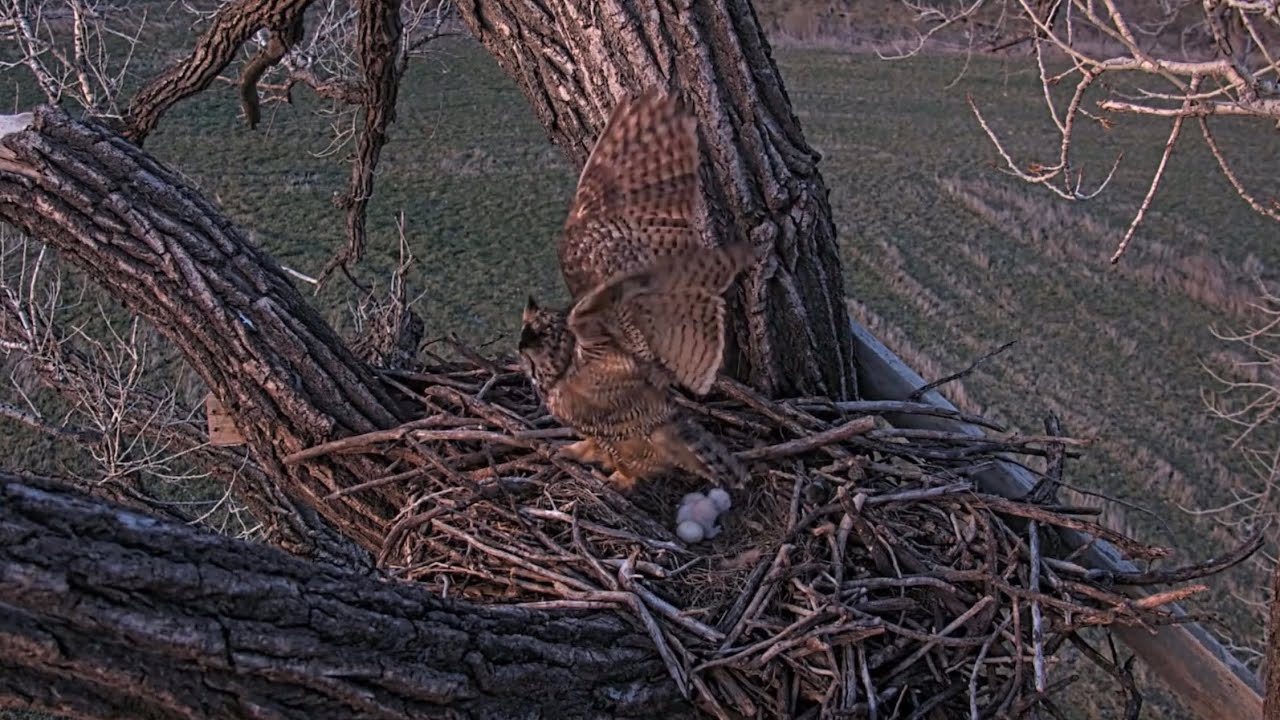 Bonnie & Clyde 3-12-25.  Viewer Discretion:  Bonnie Gets a Talon Stuck in Egg #2.  (See Description)