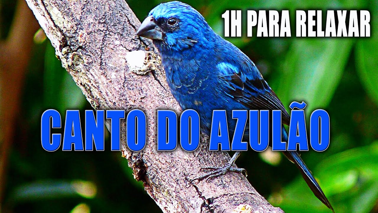 Canto do Azul&atilde;o - 1 Hora de Canto do P&aacute;ssaro Azul&atilde;o para Relaxar