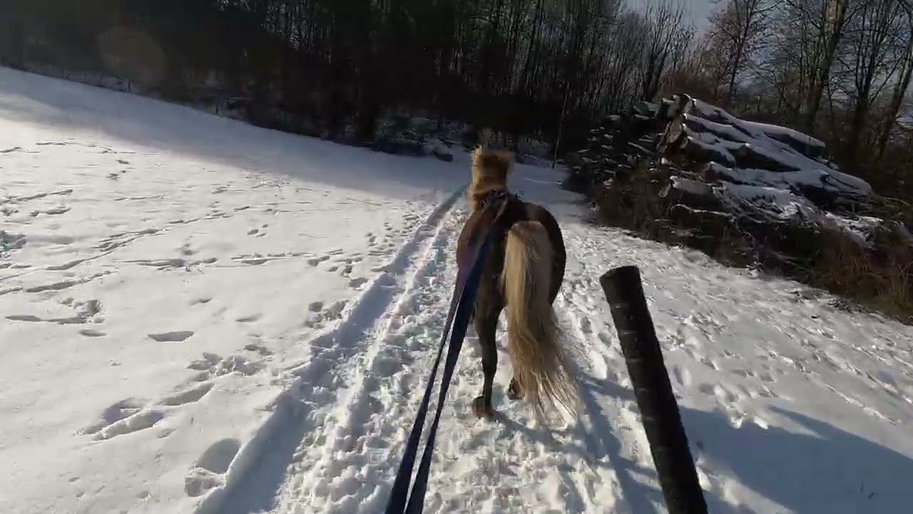 Running with ponys - Short video #184