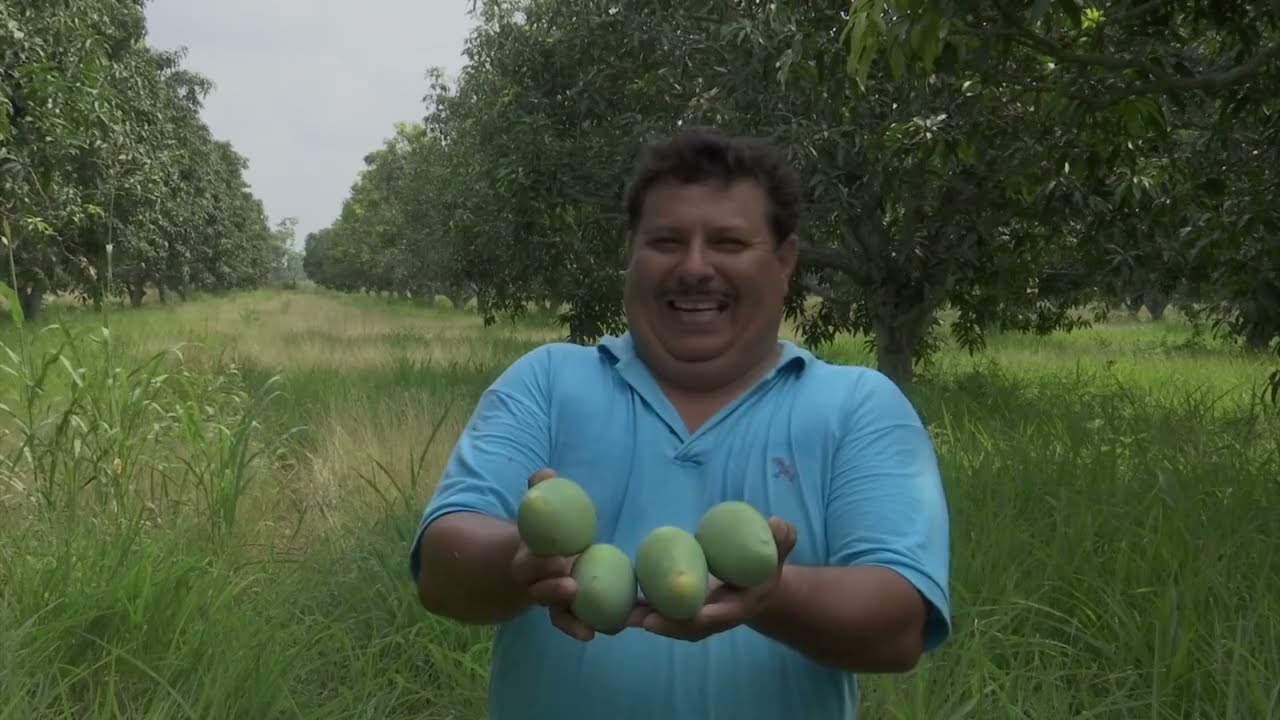 Plantación de mango en alta densidad