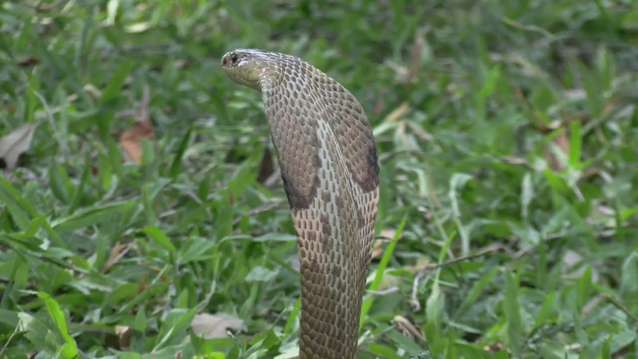 U.S. and Royal Thai Army Soldiers vs a KING COBRA (Jungle Warfare)