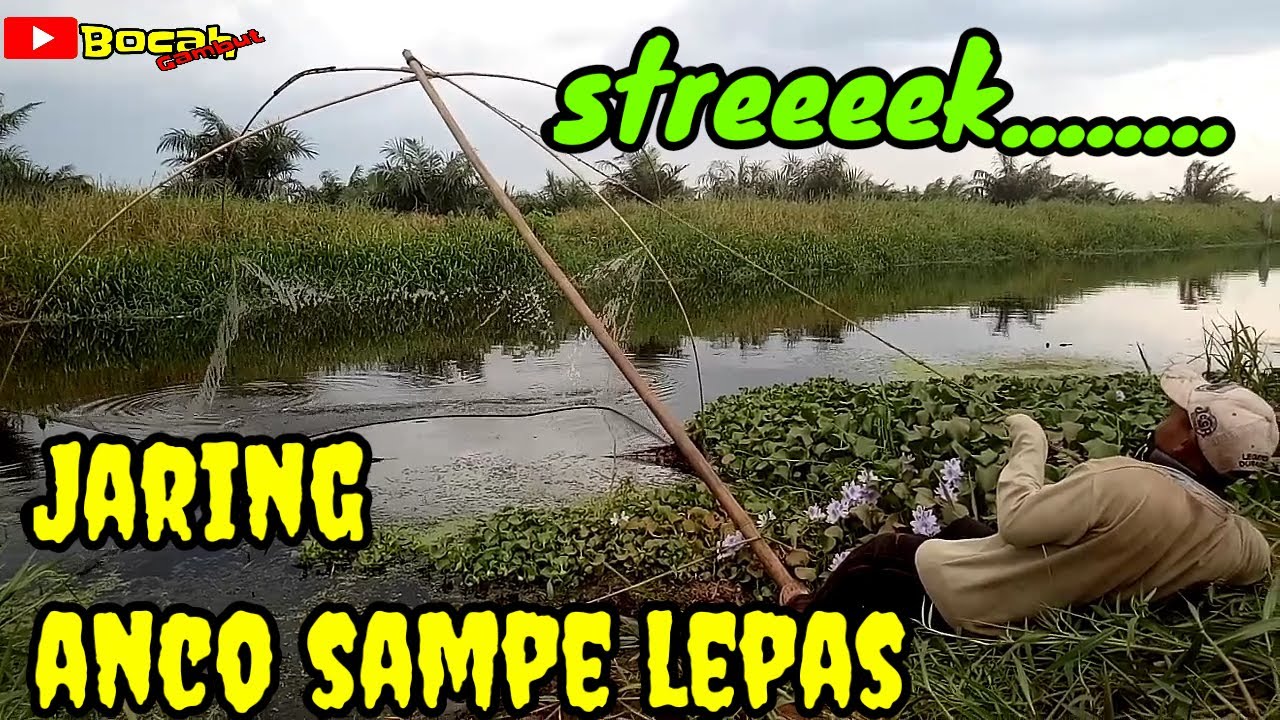 NGANCO, satu ekor biawan, bikin jaring sampe lepas @bocahgambut2554