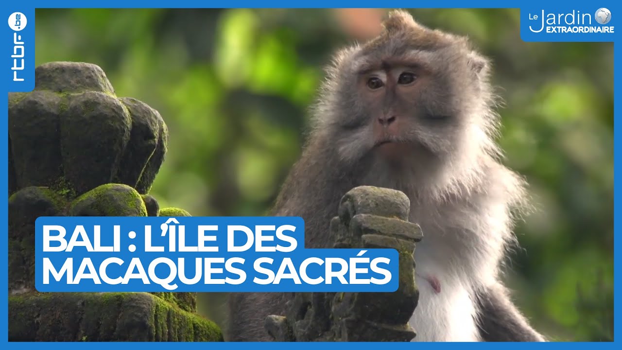 Bali : l'île des macaques sacrés 🌏 - Le Jardin Extraordinaire