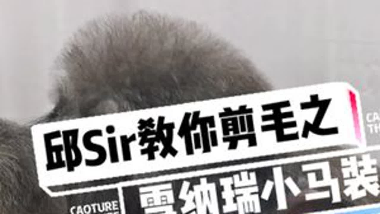 邱Sir教你剪毛之雪纳瑞小马装#雪纳瑞 #宠物美容 #宠物美容培训