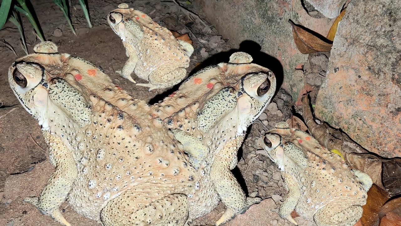 This is a frog, Do you know this frog?