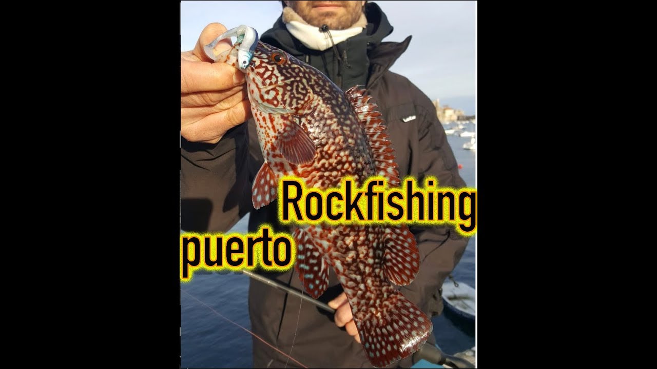 🔵 Rockfishing en puerto una pesca sorprendente y apasionante