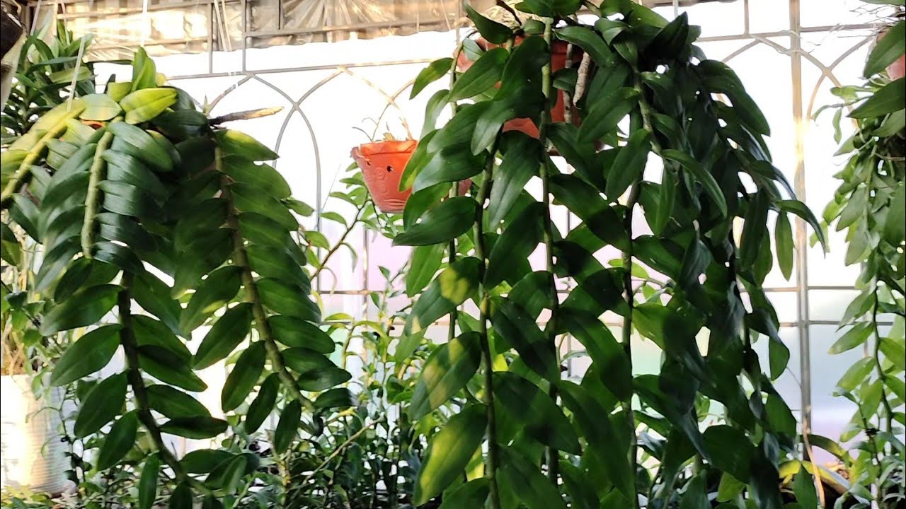 trồng lan ban công những điều cần biết p1,cách trồng lan trên sân phơi | trồng lan ban công