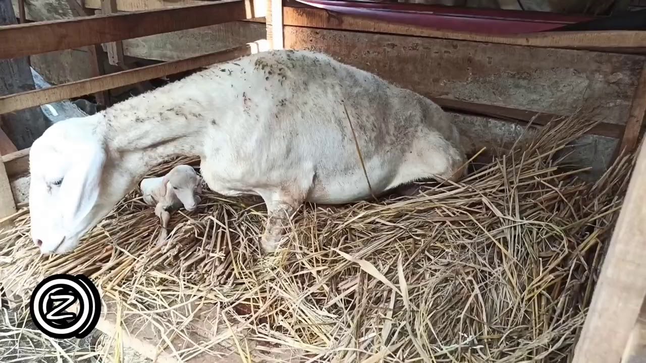 PROSES PERSALINAN DOMBA GIBAS MELAHIRKAN 3 EKOR ANAK CEMPE