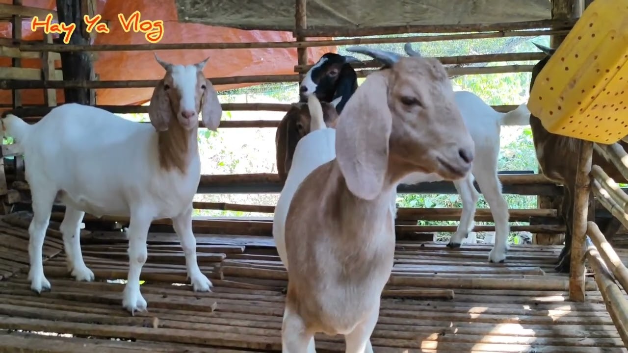 Giá dê tăng cao anh nông dân trẻ thành tỷ phú, nhờ nuôi con ăn lá ăn cỏ này.