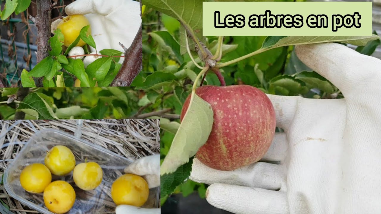 Les arbres fruitiers en pot  2021