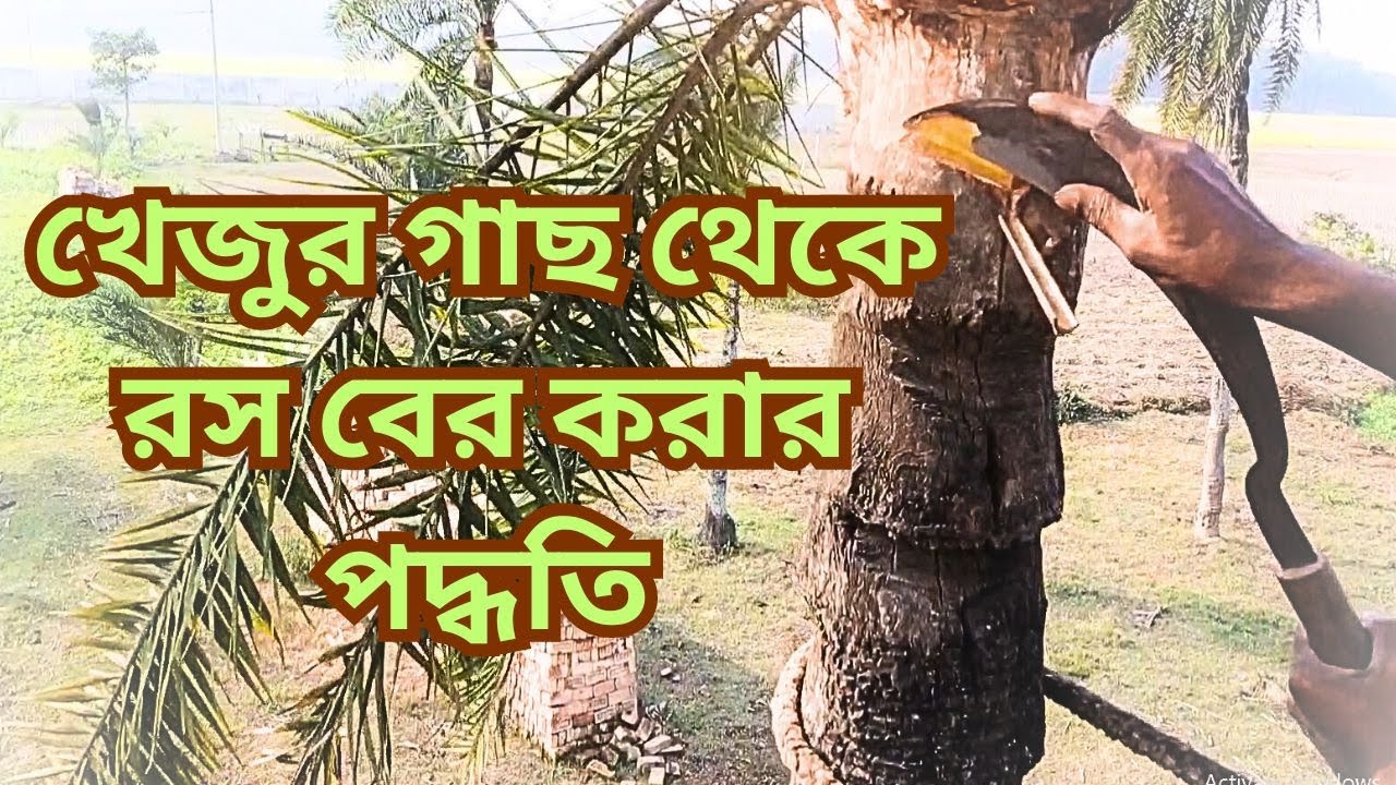 date juice | date juice processing | খেজুরের রস বের করার পদ্ধতি | খেজুর গাছ কাটার পদ্ধতি | খেজুর গাছ