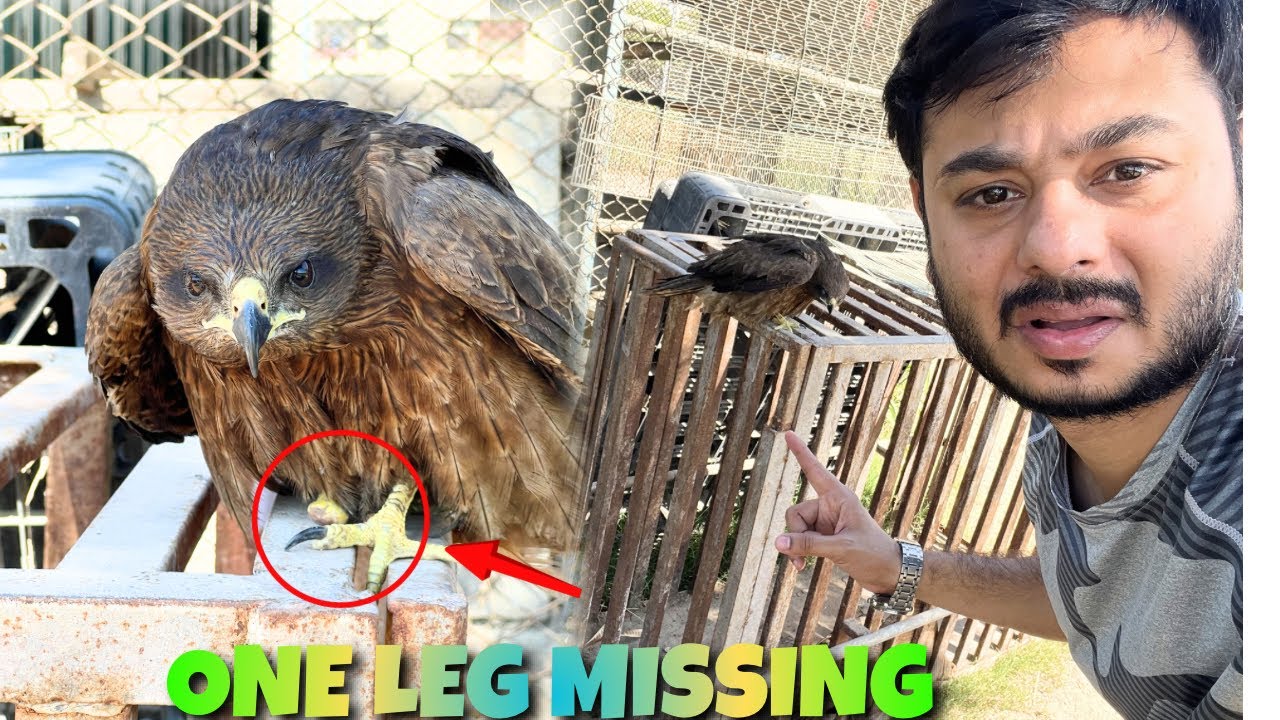 Cheel ki taang kat gai 🥹 eagle rescue 