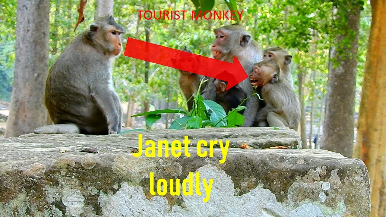 Million pity poor monkey Janet, Female monkey bit monkey Janet so hard,Janet cry call Jane for help