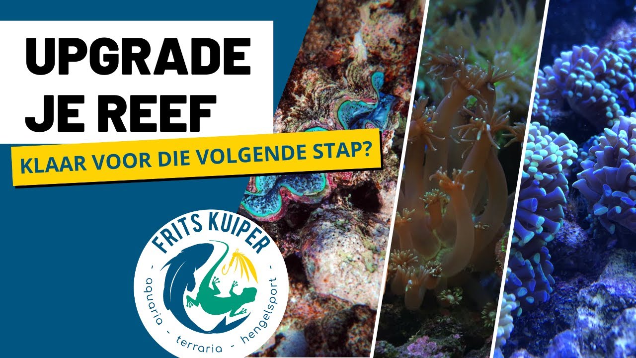 Gemiddeld te houden koralen: wanneer ben je klaar voor de volgende stap?