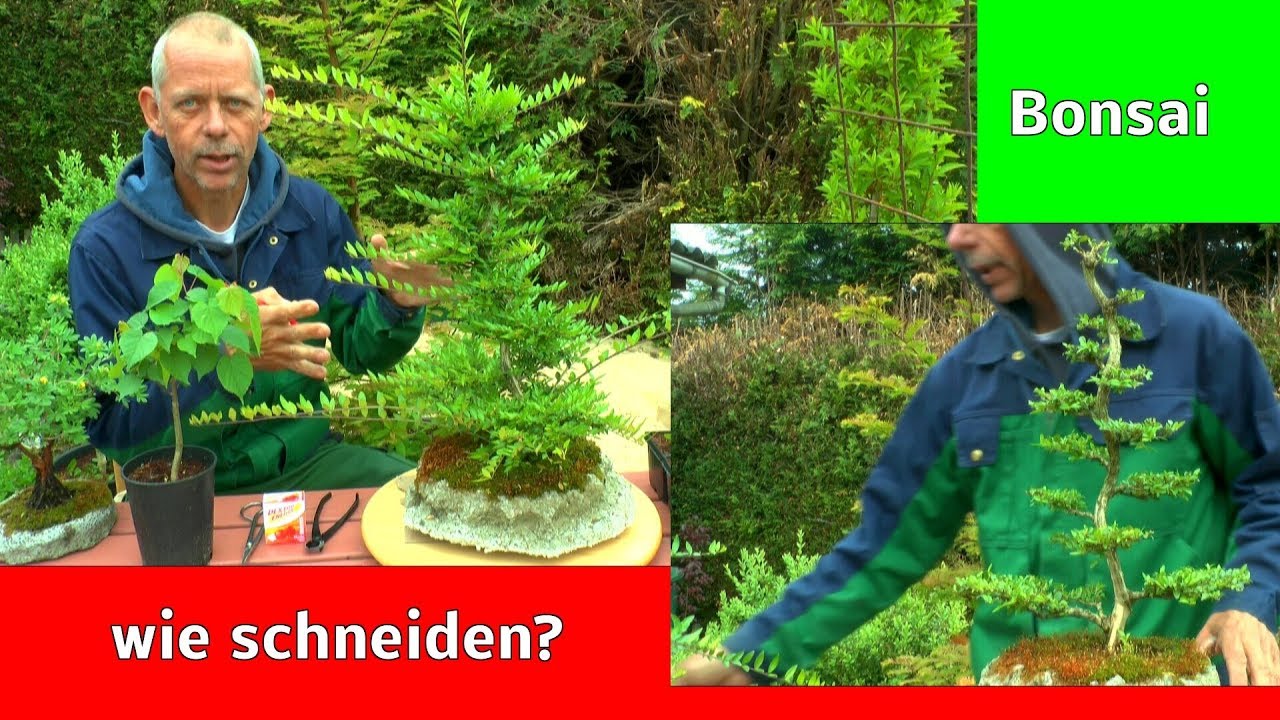 Bonsai Schneiden / Gestalten / Wissenswertes und Erklärungen zu den Miniaturbäumen mit