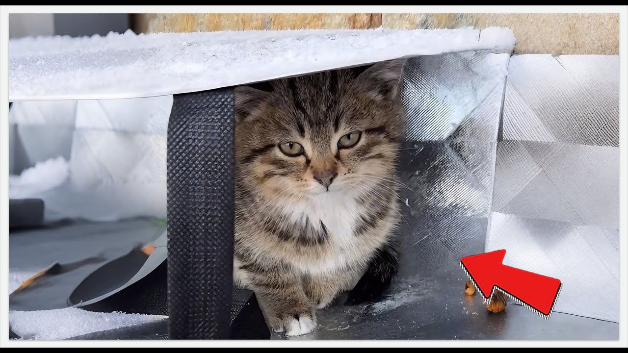 My Cat Was Delivered By a Stranger From 1000 Miles Away 📦🐱#cat #rescueefforts #rescue #pets
