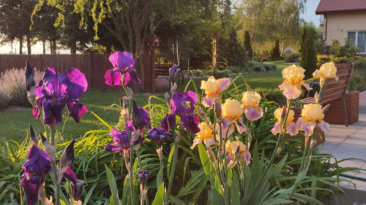 Początek maja. Co rośnie i kwitnie na głównych rabatach w ogrodzie 🌱🌸🌾