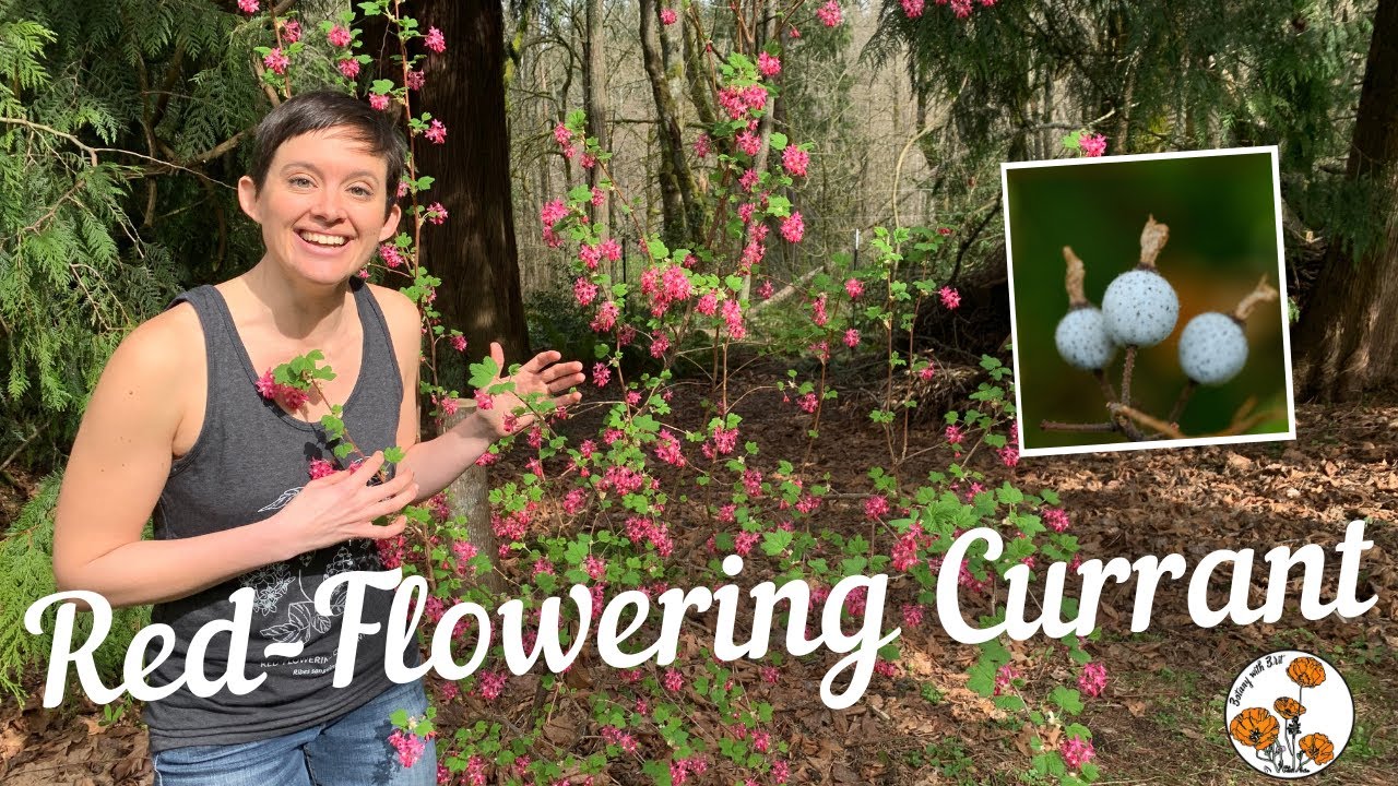 Red-Flowering Currant (Ep. 16) - Botany with Brit
