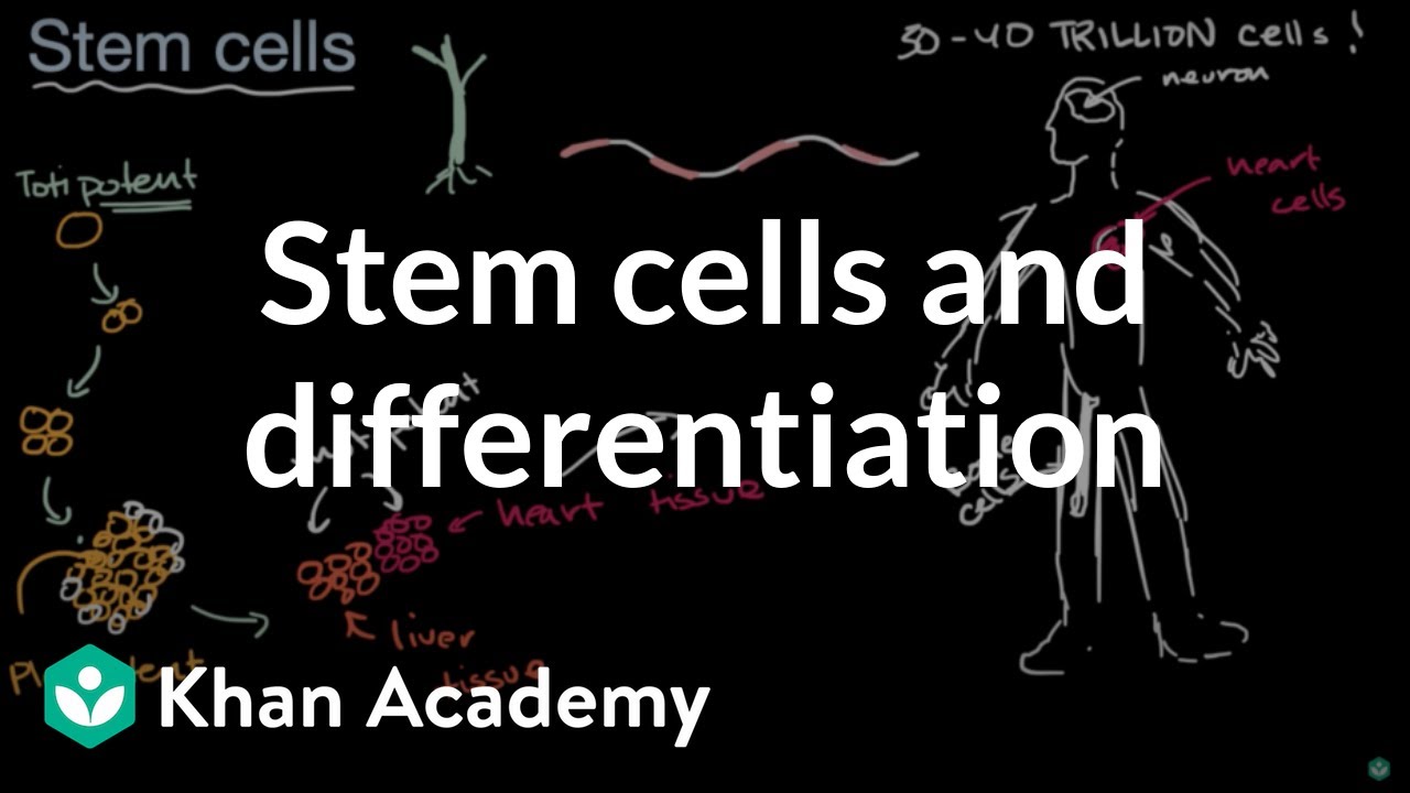 Stem cells and differentiation | From cells to organisms | High school biology | Khan Academy