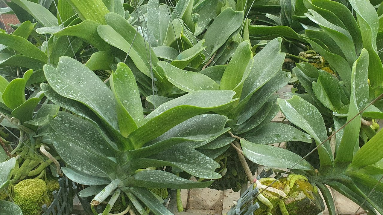đai châu giống, đai châu lá mít xếp cặp đôi, lan kiếm các mặt hoa đẹp @916594697